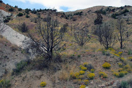 Image of Common Woolly Sunflower