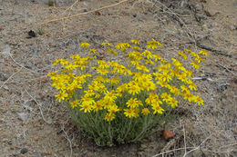 Image of Common Woolly Sunflower