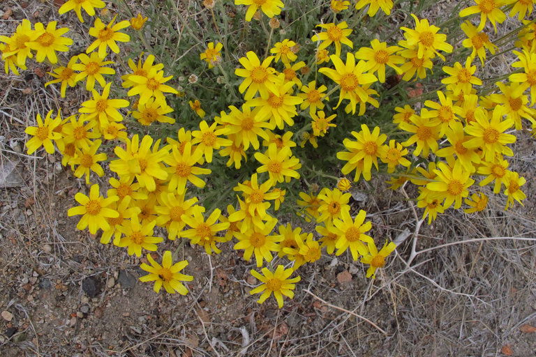 Image of Common Woolly Sunflower