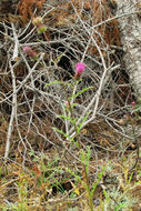 Imagem de Cirsium andersonii (A. Gray) Petr.