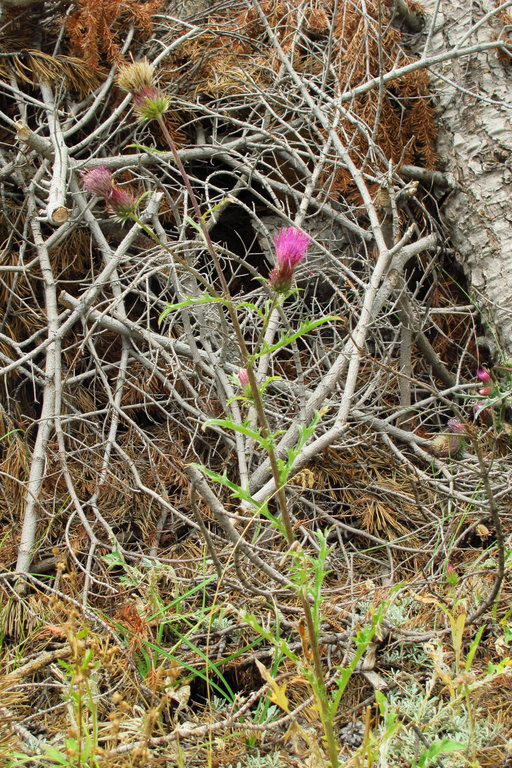 Image of rose thistle