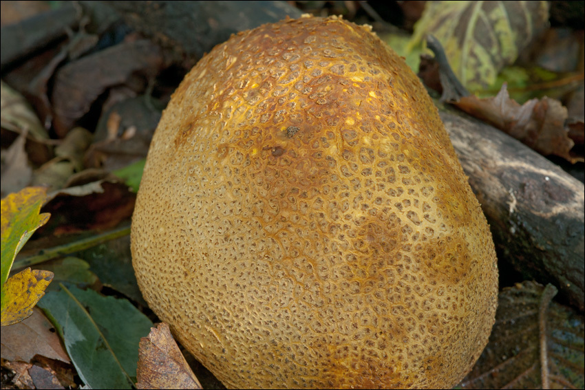 Image of Scleroderma citrinum Pers. 1801