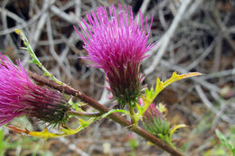 Imagem de Cirsium andersonii (A. Gray) Petr.