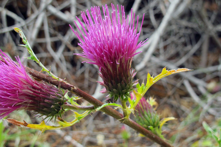 Image of rose thistle