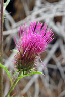 Imagem de Cirsium andersonii (A. Gray) Petr.