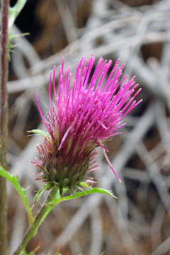 Image of rose thistle