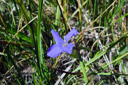 Image of Sierra fringed gentian