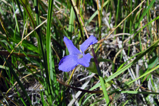 Image de Gentianopsis holopetala (A. Gray) Iltis