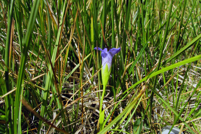 Image of Sierra fringed gentian