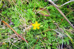 Image de Hypericum anagalloides Cham. & Schltdl.