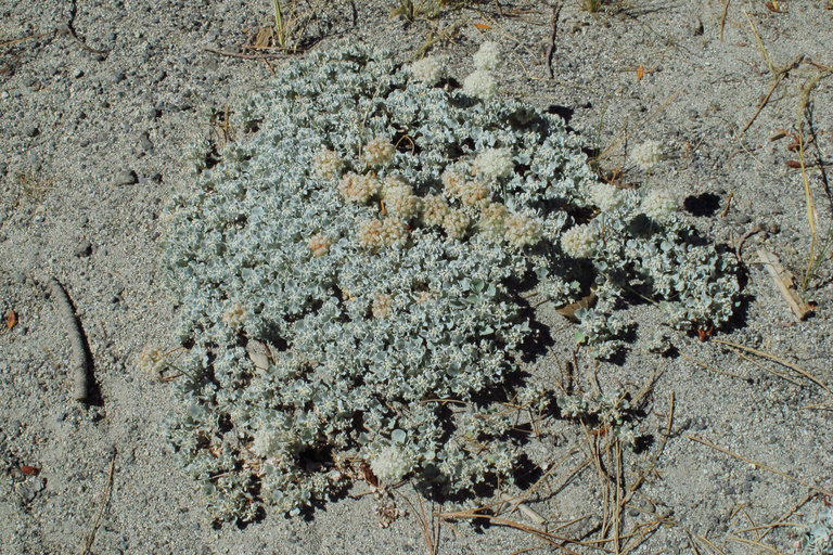 Imagem de Eriogonum ovalifolium var. nivale (Canby ex Coville) M. E. Jones