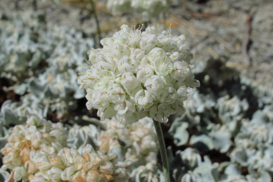 Image of cushion buckwheat