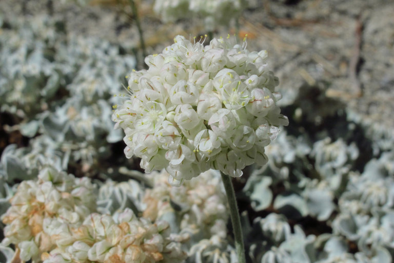 Imagem de Eriogonum ovalifolium var. nivale (Canby ex Coville) M. E. Jones