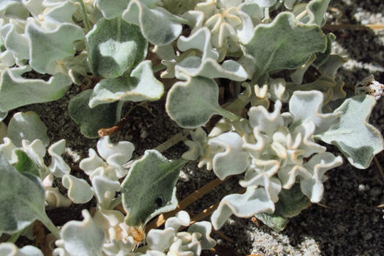 Image of cushion buckwheat