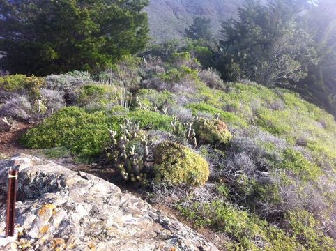 Image of Haworth's aeonium