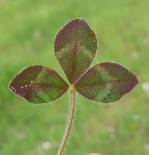 Image of rose clover