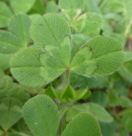 Image of rose clover