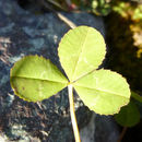 Imagem de Trifolium resupinatum L.