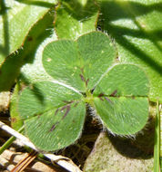 Image of subterranean clover