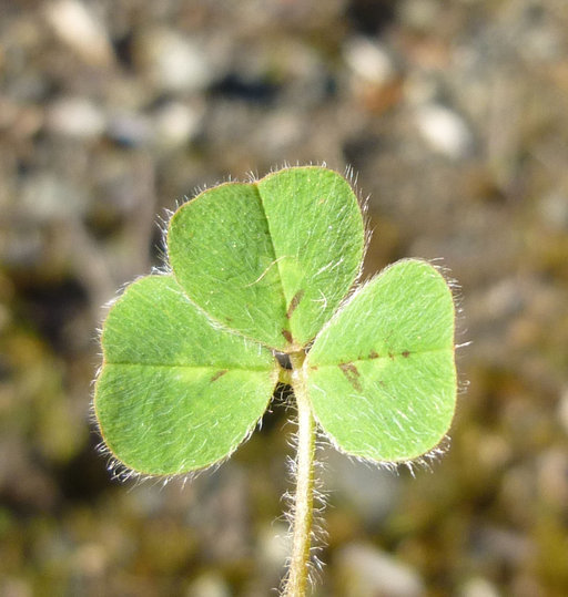 Image of subterranean clover