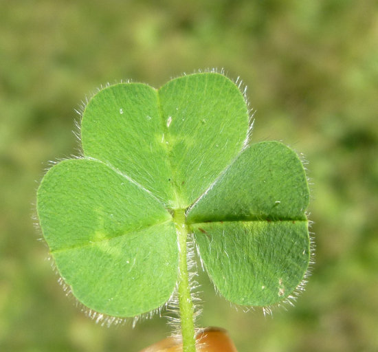 Image of subterranean clover