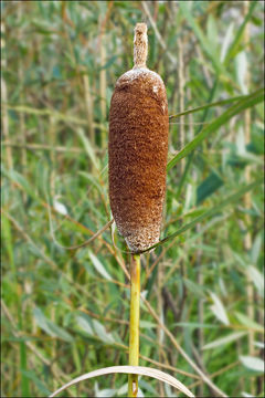 Image of Typha shuttleworthii W. D. J. Koch & Sond.