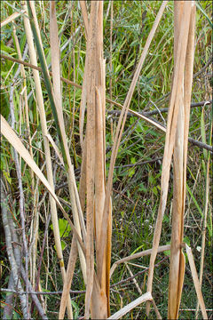 Image of Typha shuttleworthii W. D. J. Koch & Sond.