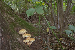 Pholiota squarrosa (Vahl) P. Kumm. 1871 resmi