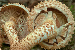 Pholiota squarrosa (Vahl) P. Kumm. 1871 resmi