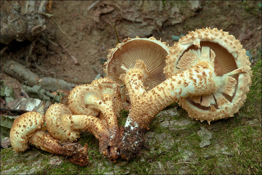 Pholiota squarrosa (Vahl) P. Kumm. 1871 resmi