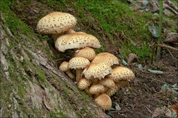 Pholiota squarrosa (Vahl) P. Kumm. 1871 resmi