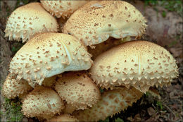 Image of shaggy scalycap