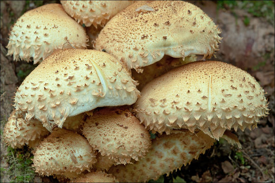 Image of shaggy scalycap