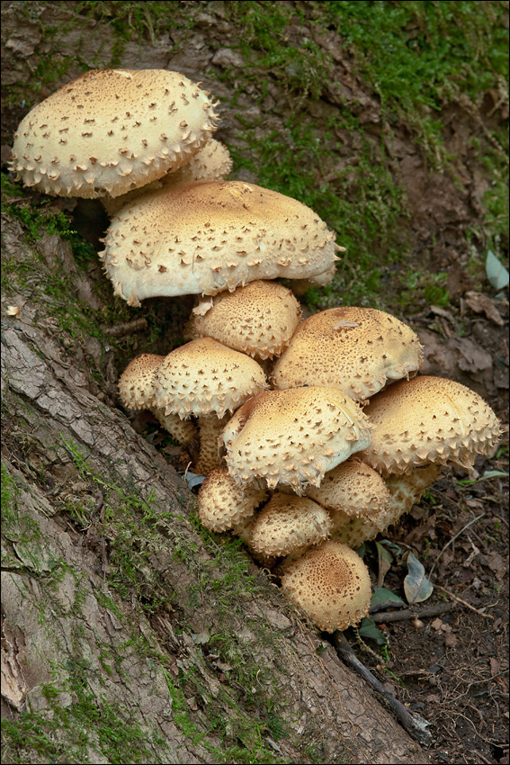 Image of shaggy scalycap