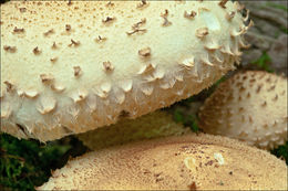 Pholiota squarrosa (Vahl) P. Kumm. 1871 resmi