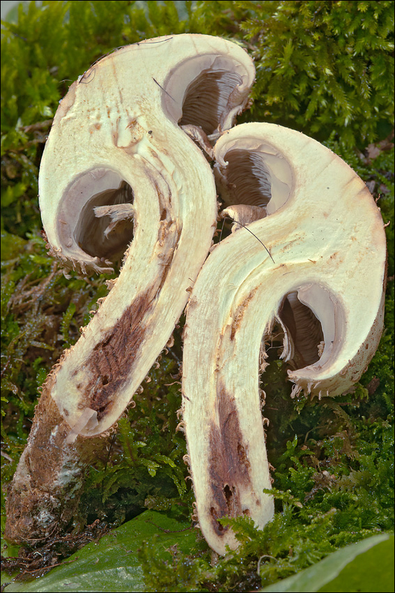 Image of shaggy scalycap