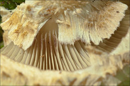 Image of shaggy scalycap