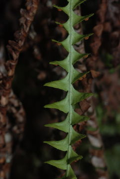 Image of pendant kihifern