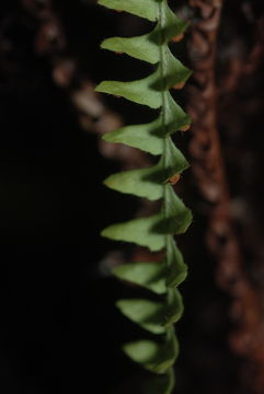 Image of pendant kihifern