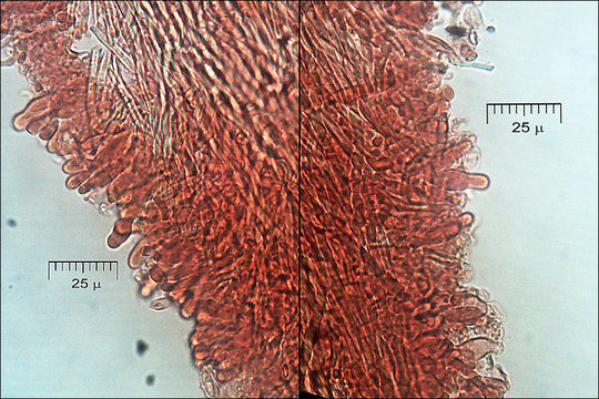 Image of <i>Antrodia malicola</i>