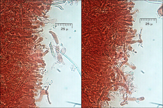 Image of <i>Antrodia malicola</i>