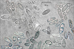 Image of <i>Antrodia malicola</i>