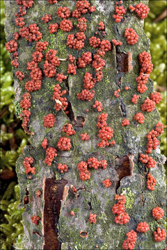 Image of Nectria cinnabarina (Tode) Fr. 1849