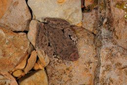 Image of Coastal Tailed Frog