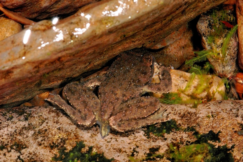 Image of Coastal Tailed Frog