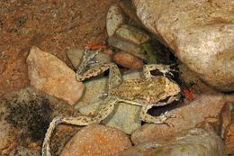 Image of Coastal Tailed Frog