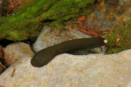 Image of Coastal Tailed Frog