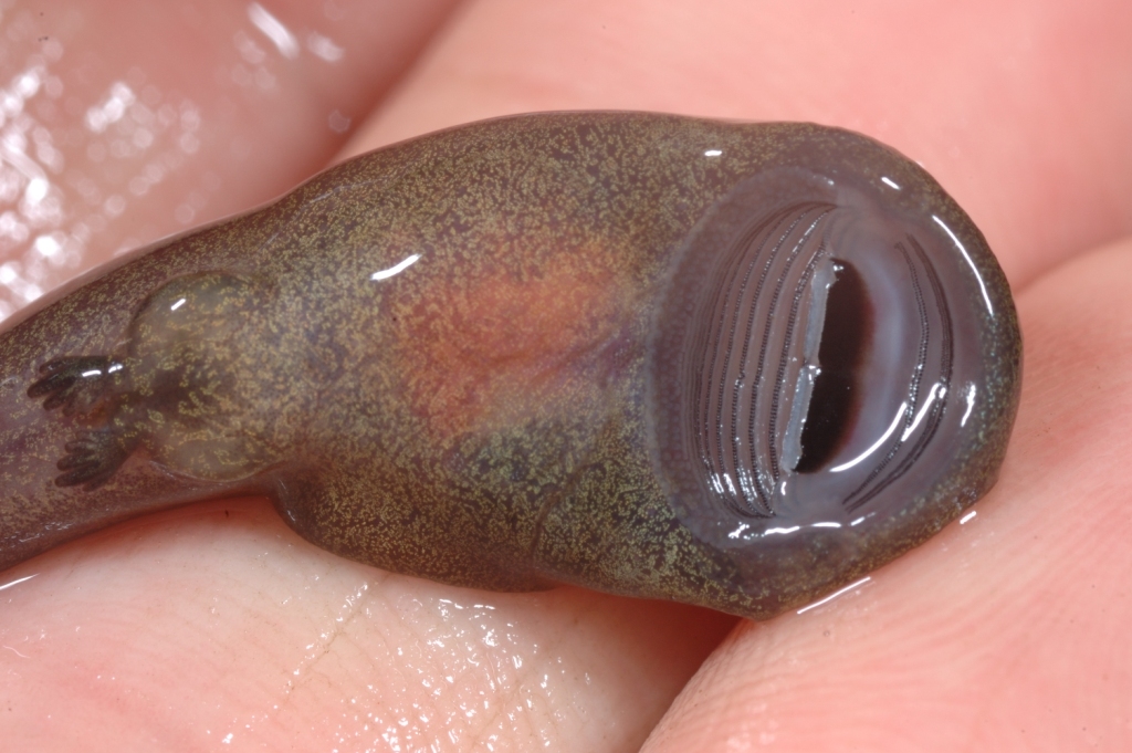 Image of Coastal Tailed Frog