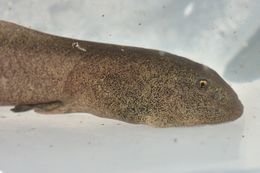 Image of Coastal Tailed Frog