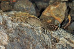 Image of Coastal Tailed Frog